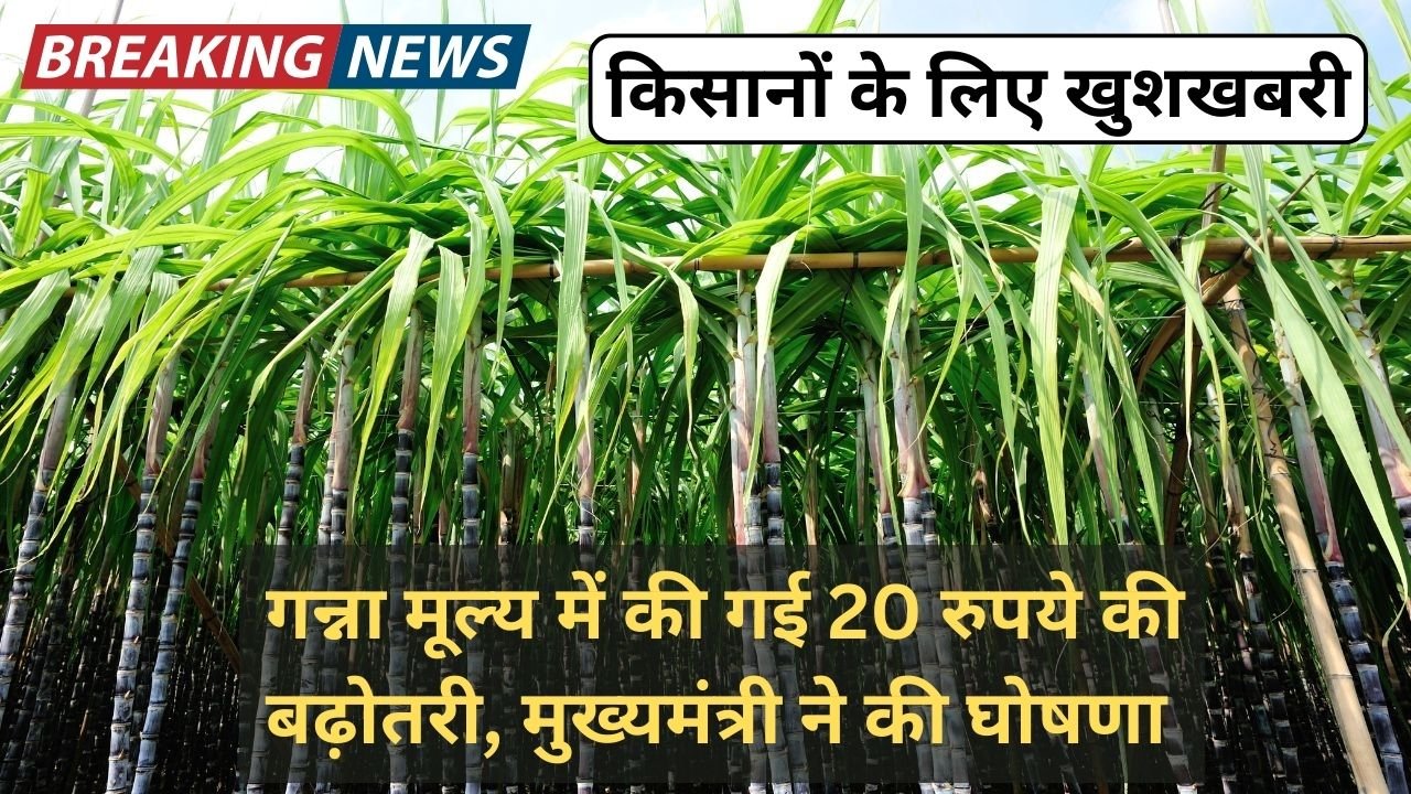 किसानों के लिए खुशखबरी गन्ना मूल्य में की गई 20 रुपये की बढ़ोतरी, मुख्यमंत्री ने की घोषणा